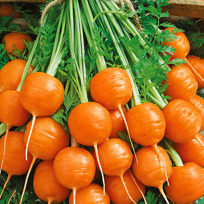 Морковь Рондо