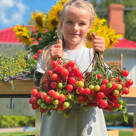 Фото Помидор Курабье