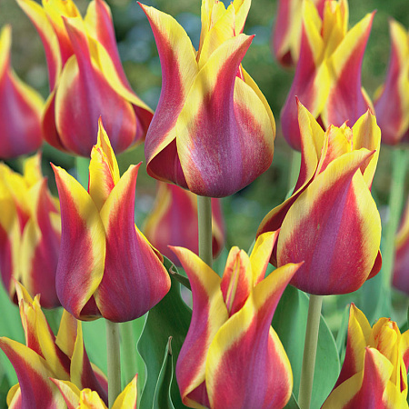 Фото Тюльпан Сонет