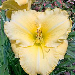 Лилейник Айскэп