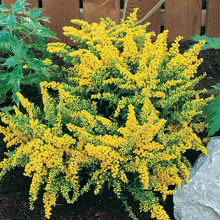 Фото Солидаго (золотарник) Золотой гном