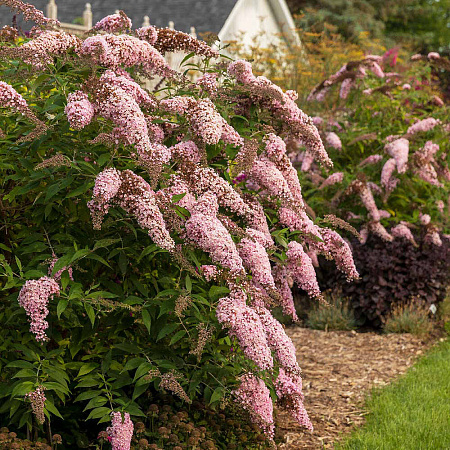 Фото Буддлея Пинк Каскад