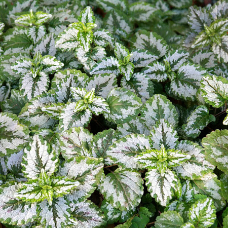 Фото Яснотка зеленчуковая