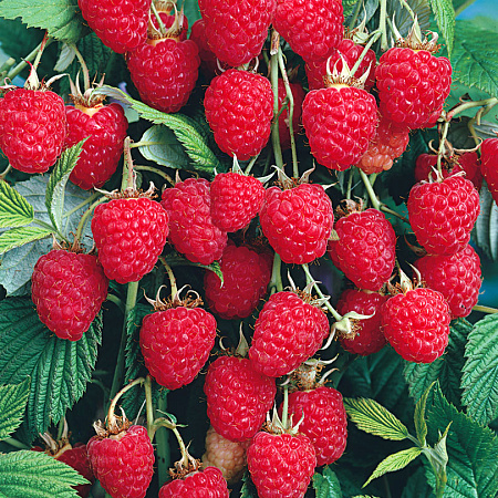 Фото Малина Колокольчик