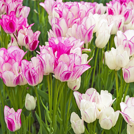 Фото Тюльпан Кенди клаб