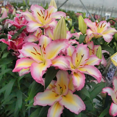 Лилия восточная Капитан Триколор