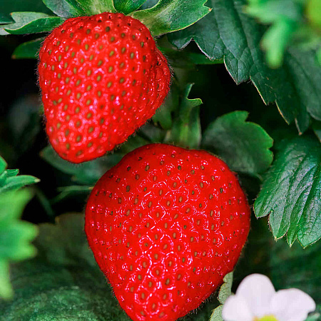 Фото Земляника садовая Летиция