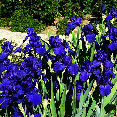 Фото Ирис бородатый Сумерки