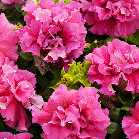Фото Петуния Дубл каскад Розовая
