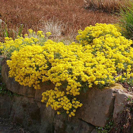 Фото Алиссум скальный