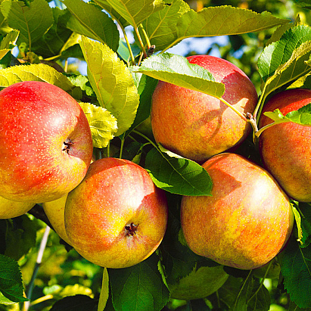Фото Яблоня Летнее полосатое
