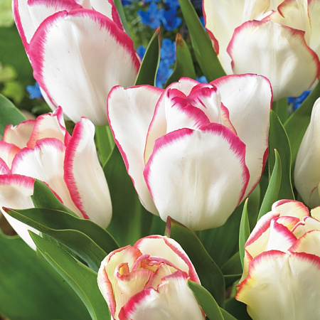 Фото Тюльпан Акварель