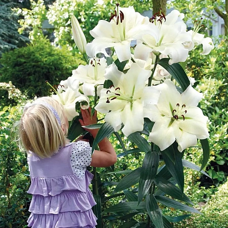 Фото Лилия ОТ-гибрид Претти Вумен