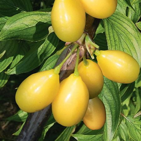 Фото Кизил Алёша