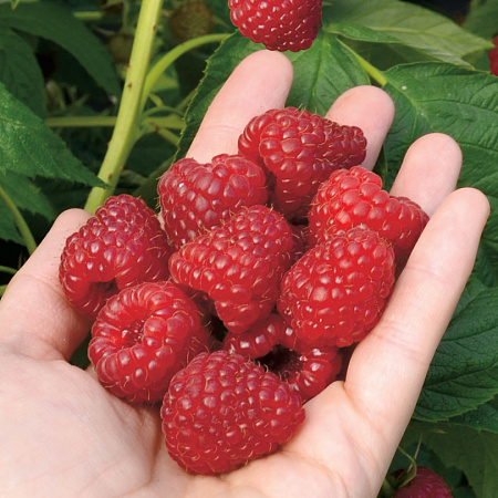 Фото Малина ремонтантная Делнива