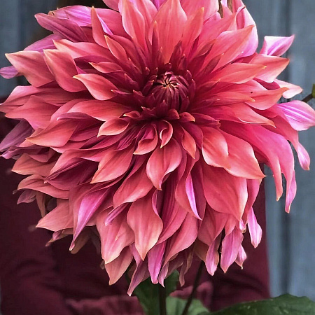 Фото Георгин крупноцветковый Пеннхилл Дарк Монарх