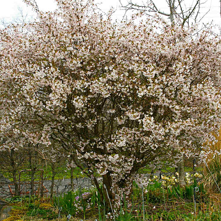Фото Сакура Койо-Но-Май