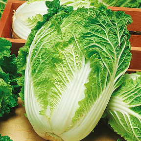 Капуста пекинская Кисеки F1 16шт