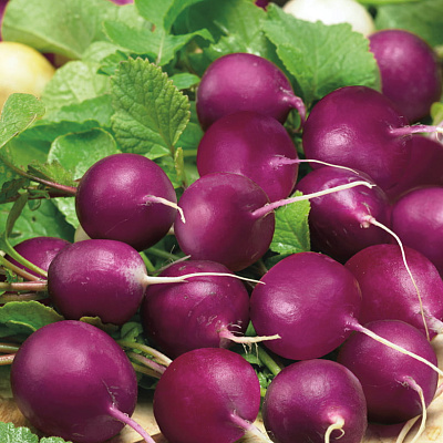 Редис Виола