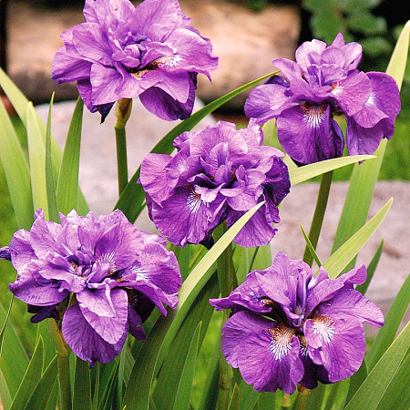 Фото Ирис сибирский Королевский опал