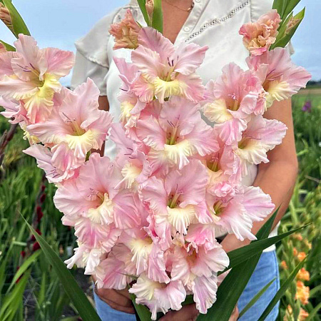 Фото Гладиолус Пинк Лайтнинг