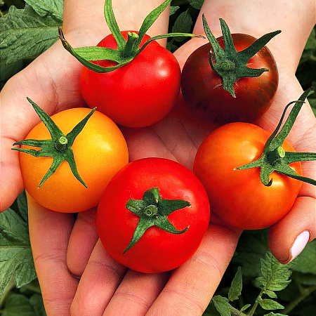 Фото Набор помидоров для консервирования