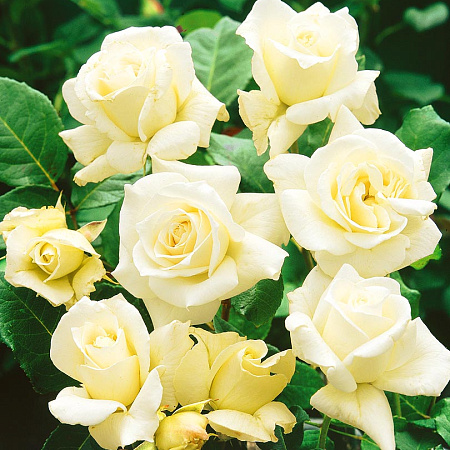 Фото Роза чайно-гибридная Паскали