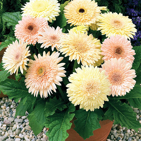 Фото Гербера Шардоне