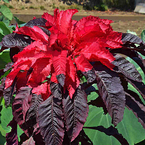 Амарант трёхцветный Ранний великолепный