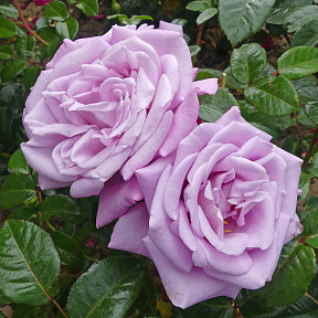 Роза чайно-гибридная Блю Мун