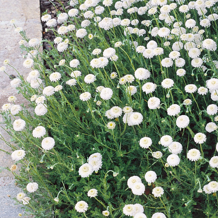 Фото Ромашка римская