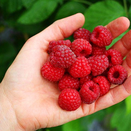 Фото Малина летняя Вилламет