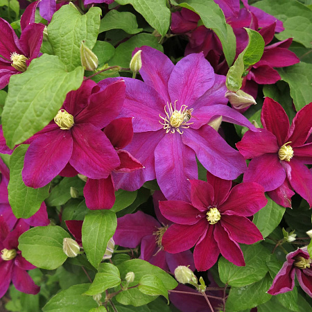 Фото Клематис Сансет