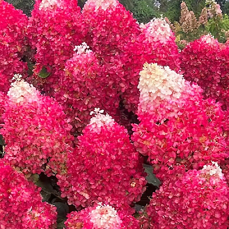 Фото Гортензия метельчатая Ред Вельвет