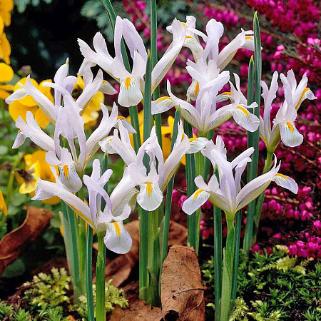 Фото Ирис Вайт Кавказ