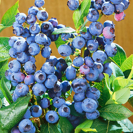 Фото Голубика Шантеклер