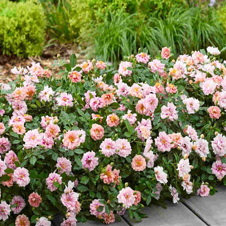 Фото Роза миниатюрная Амироуз