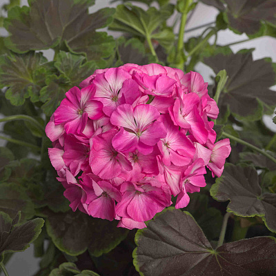 Герань Ночь Розовая