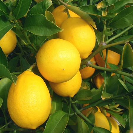 Фото Набор лимонов: Юбилейный, Мейер, Ташкентский