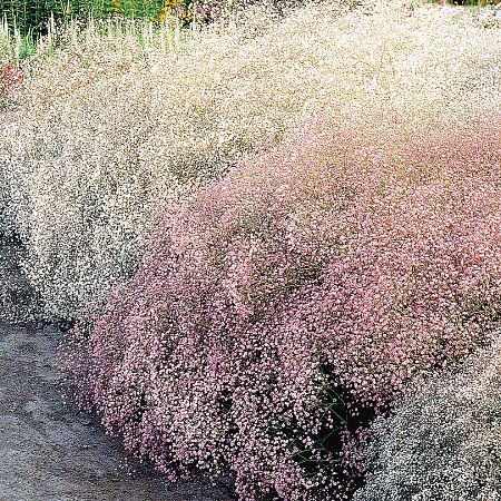 Фото Гипсофила Розовая и белая набор