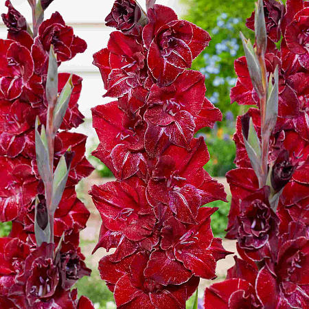 Фото Гладиолус Мерло Айс