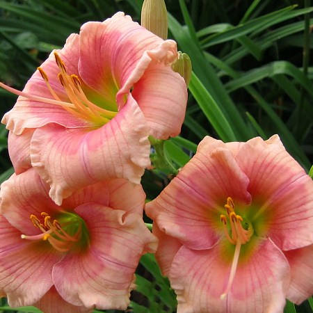 Фото Лилейник Дженис Браун