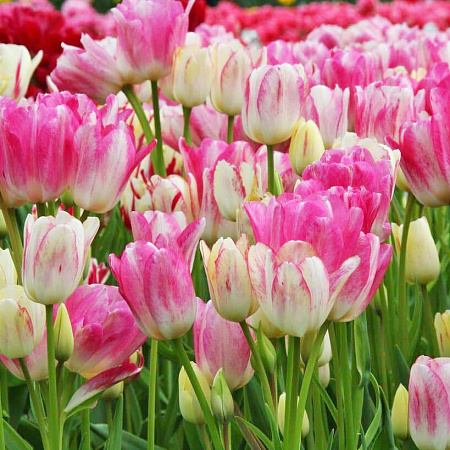 Фото Тюльпан Кенди клаб