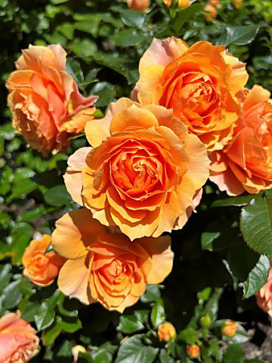 Купить Роза чайно-гибридная Изнт Ши Бьютифул — от НПО Сады Росcии с доставкой