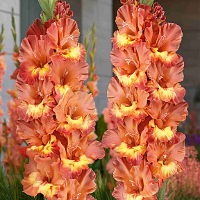 Гладиолус Хучи Кучи Мэн