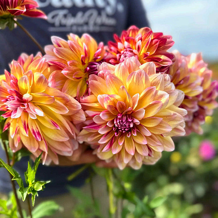 Фото Георгин декоративный Карибиан Фэнтези