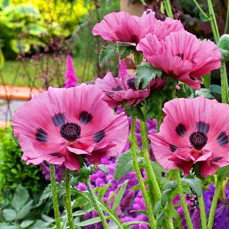 Фото Мак Сливовый пирог