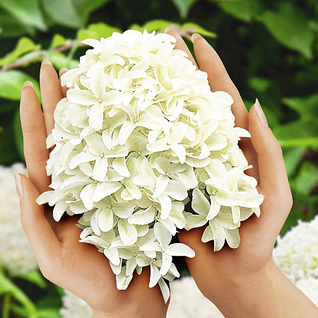 Фото Гортензия метельчатая Скайфол