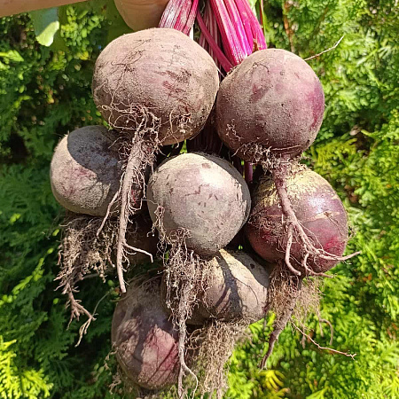 Фото Свёкла Игл F1