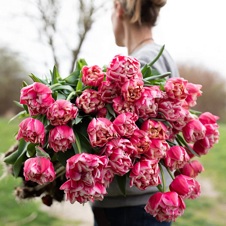 Фото Тюльпан махровый ранний Колумбус